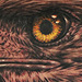 Tattoos - Eagle Tattoo - 64253